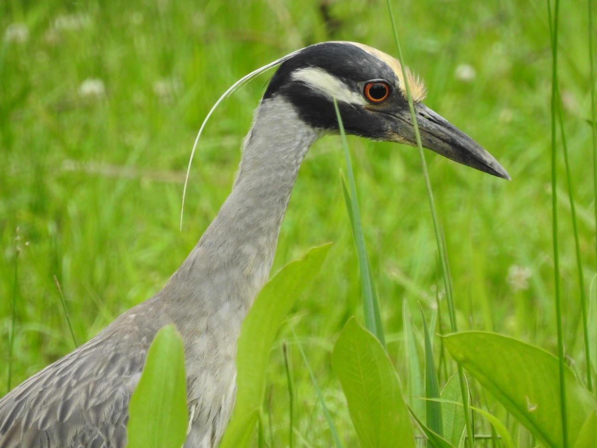 Yellow-crowned Night Heron - Bruce Hill