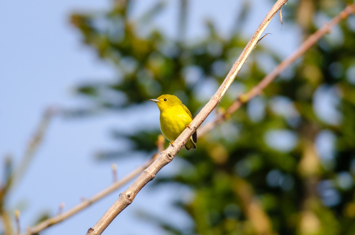 Yellow Warbler - Owen Sullivan