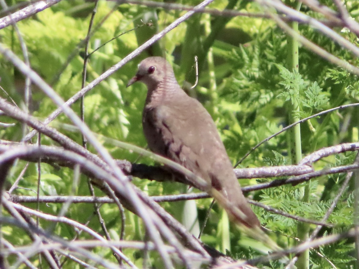 Common Ground Dove - ML619198398