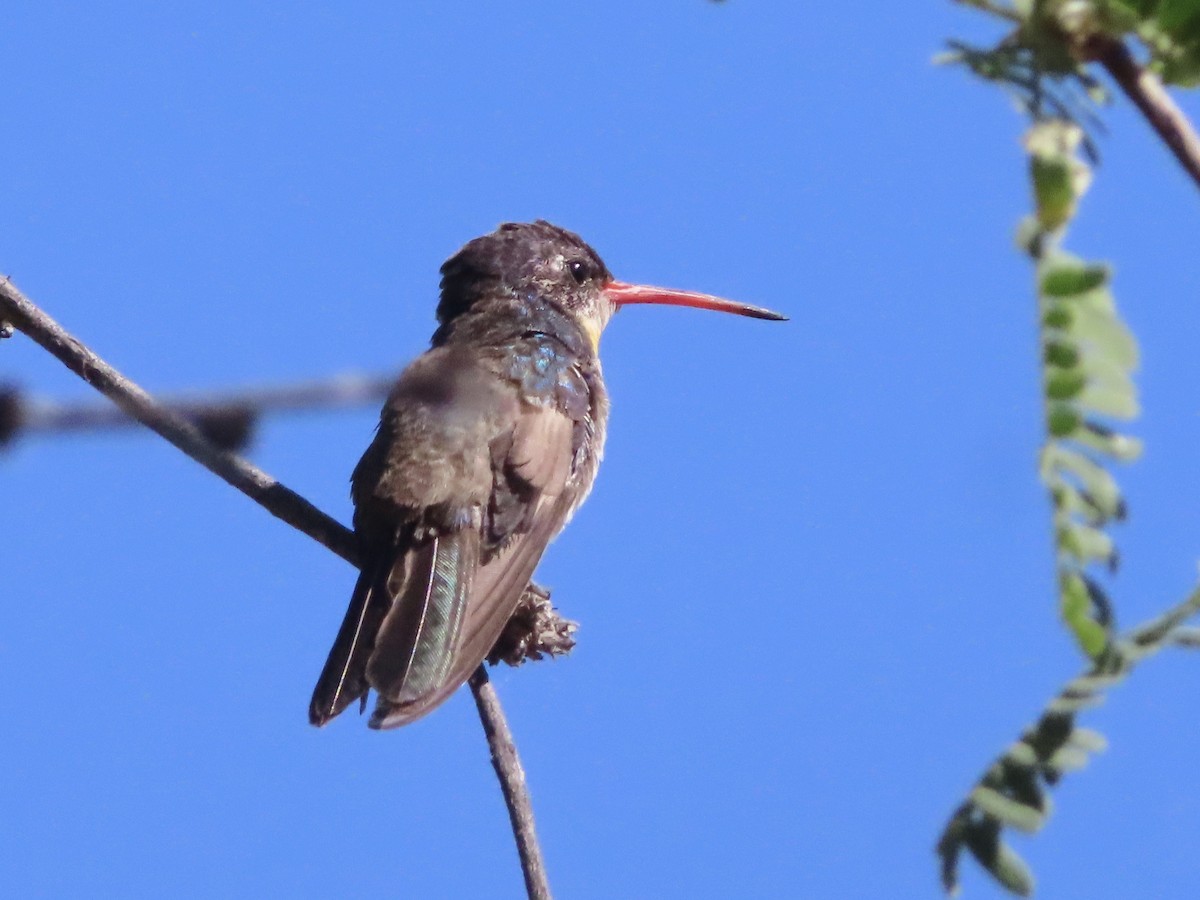 Violet-crowned Hummingbird - Kyan Russell