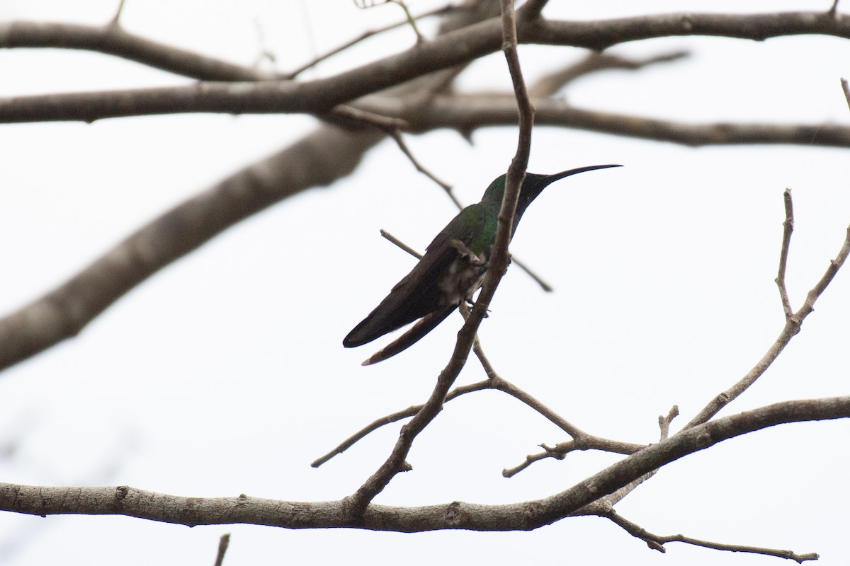 kolibřík lesklý - ML619198406
