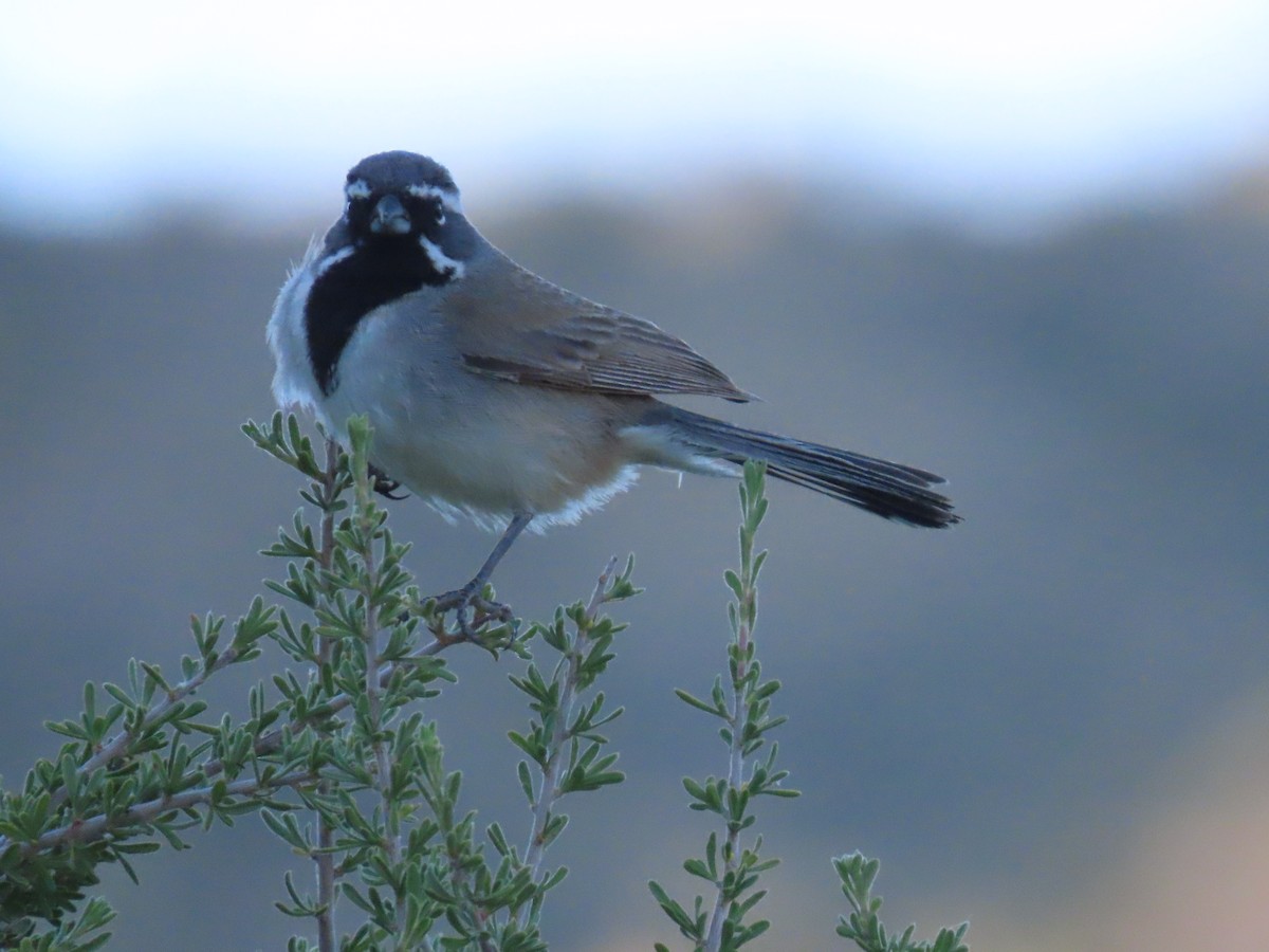 Black-throated Sparrow - karen pinckard