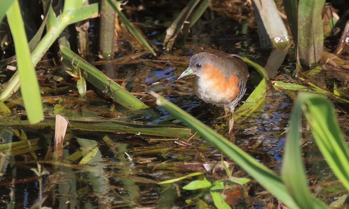 Rufous-sided Crake - ML619198410