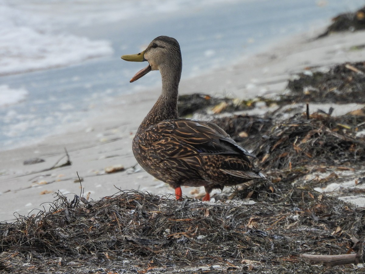 Mottled Duck - Gabriel Ugueto