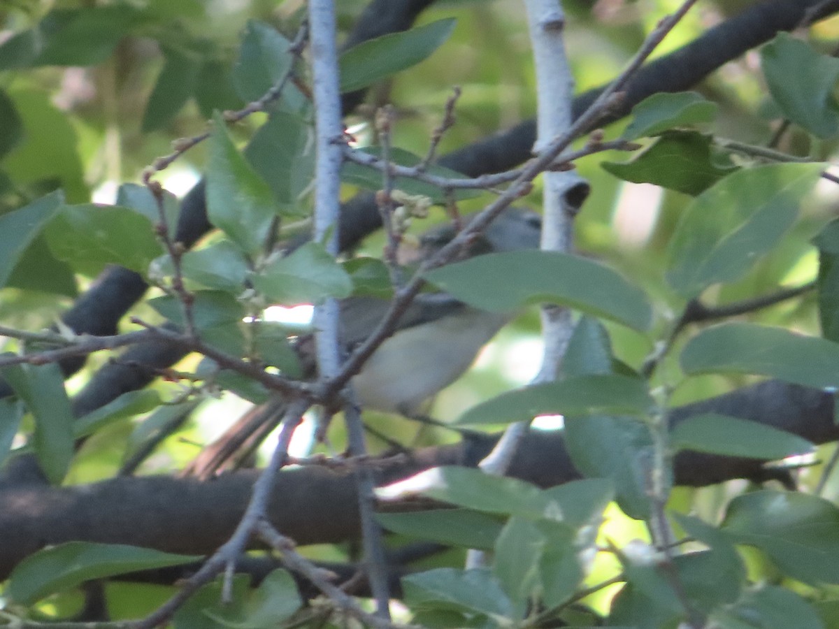 Bell's Vireo - Kyan Russell