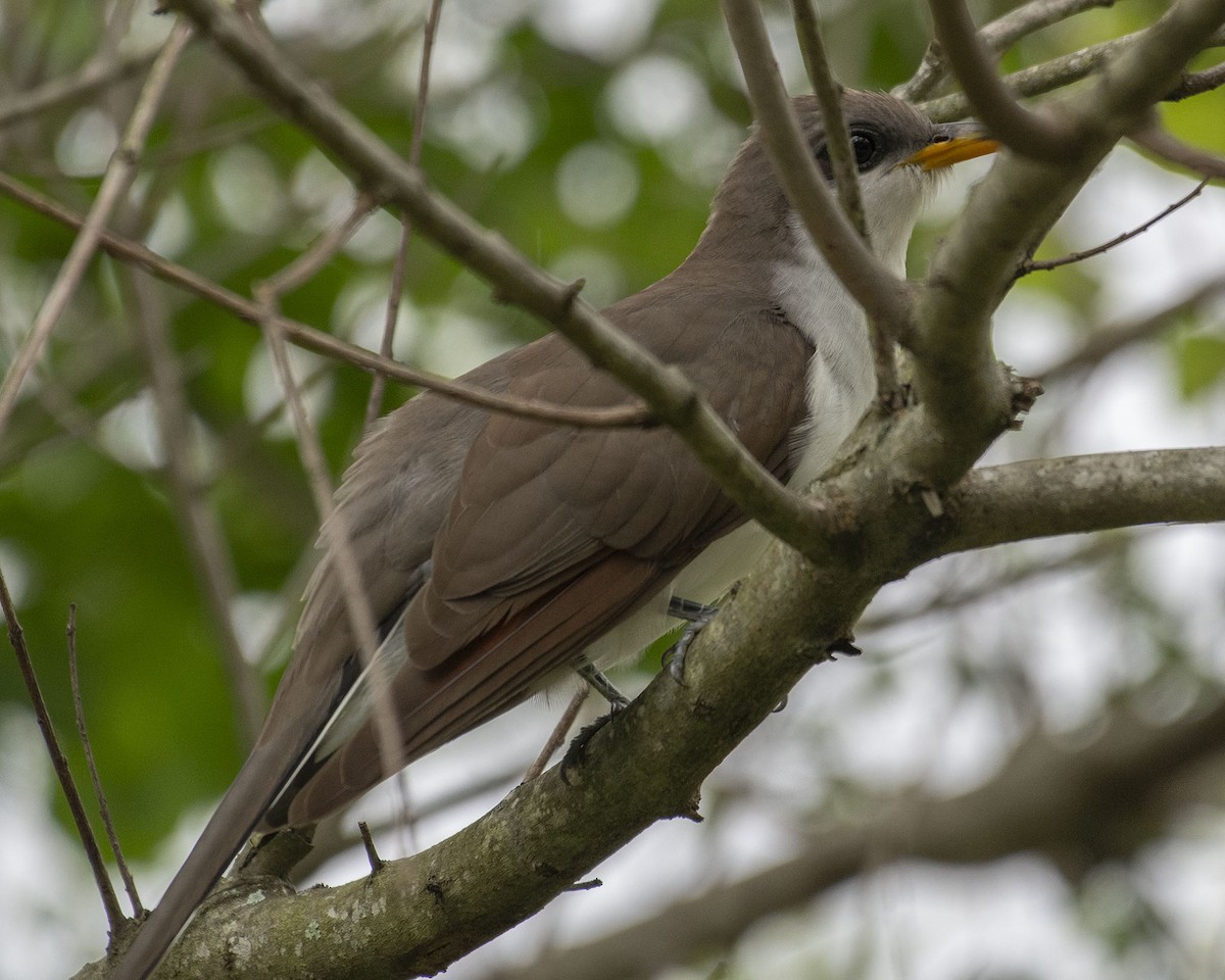 Yellow-billed Cuckoo - ML619198454