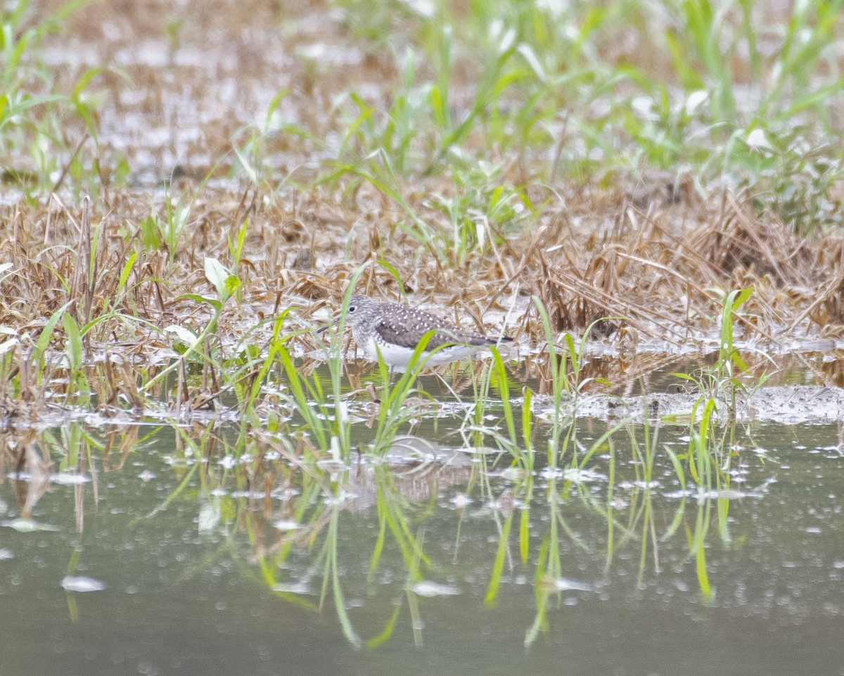 Solitary Sandpiper - ML619198458