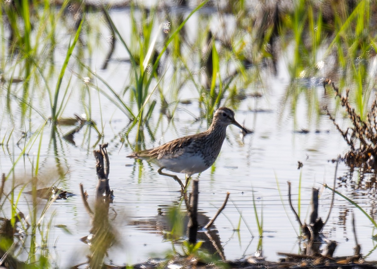 Pectoral Sandpiper - ML619198461