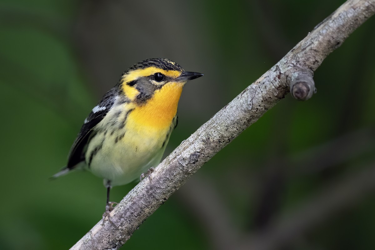 Blackburnian Warbler - Matthew Addicks