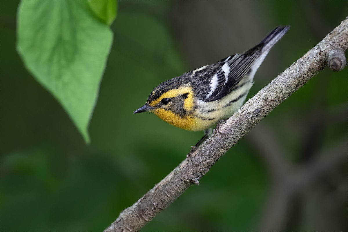 Blackburnian Warbler - Matthew Addicks