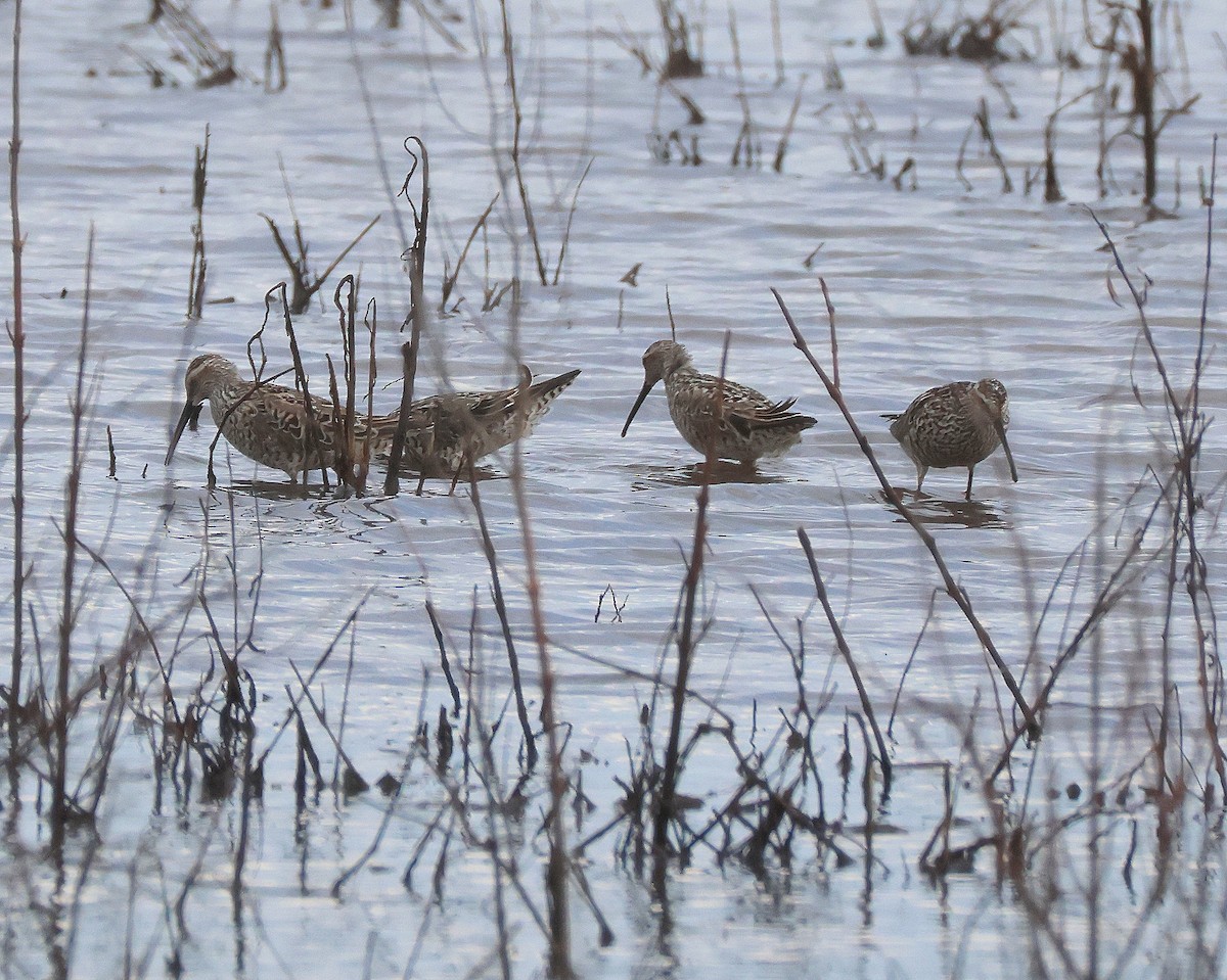 Stilt Sandpiper - Rick Kittinger