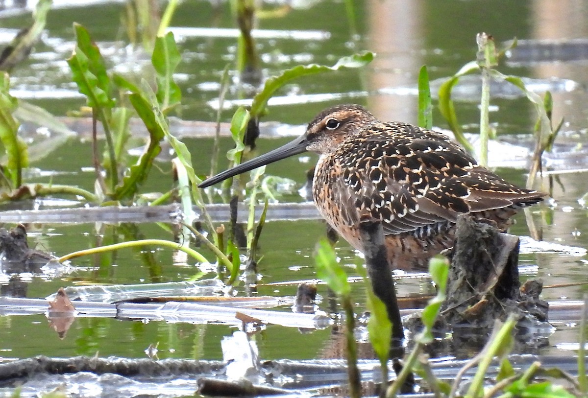 Long-billed Dowitcher - ML619198475