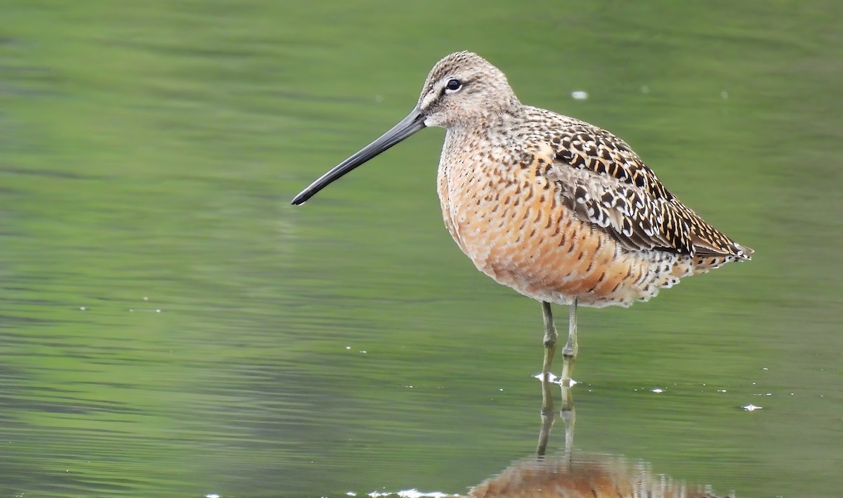 Long-billed Dowitcher - ML619198476