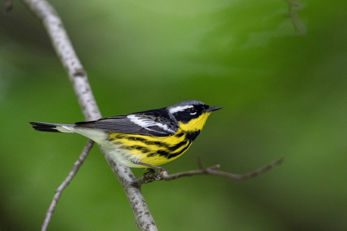 Magnolia Warbler - Matthew Addicks