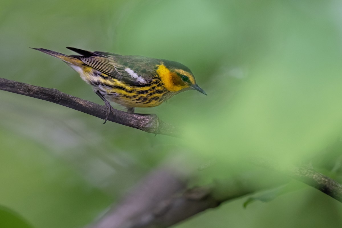 Cape May Warbler - Matthew Addicks