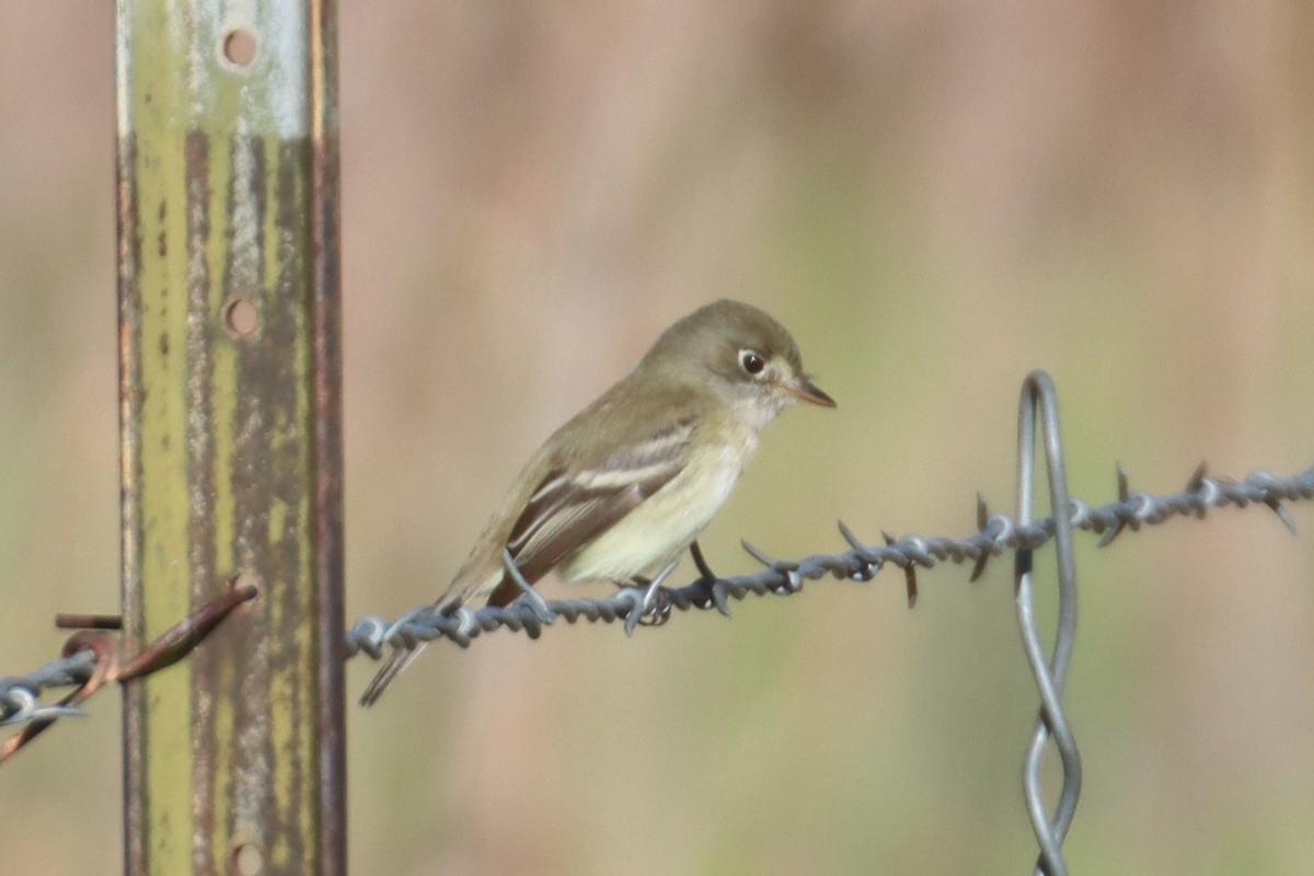 Least Flycatcher - Kathy Mihm Dunning