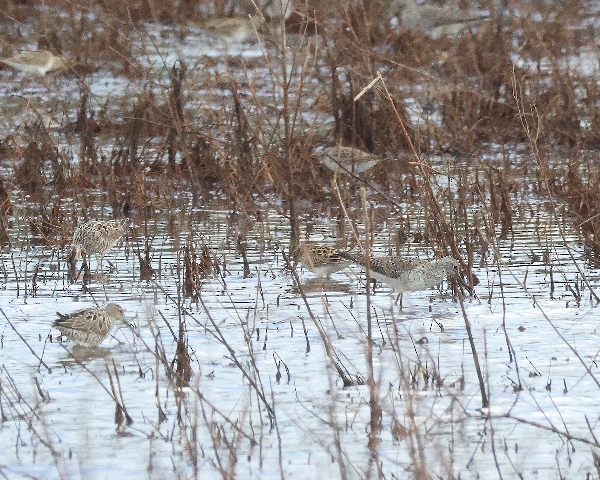 Lesser Yellowlegs - Rick Kittinger