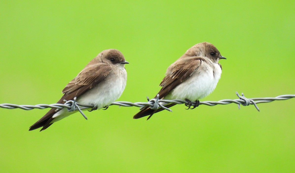 Northern Rough-winged Swallow - ML619198508