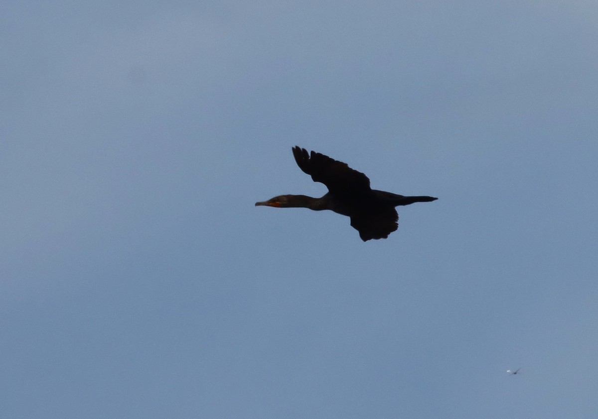 Double-crested Cormorant - Margaret Viens