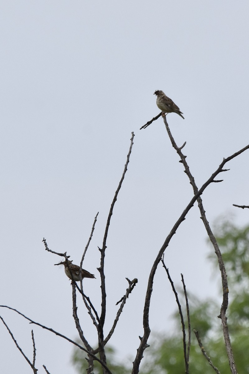 Rock Bunting - Benoit Goyette