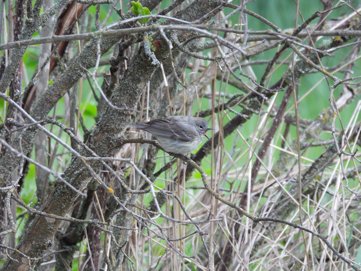 Yellow-rumped Warbler - Suzy Wright