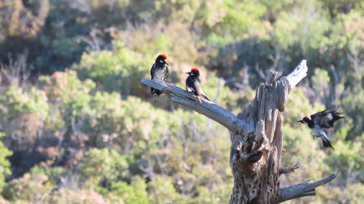 Acorn Woodpecker - ML619198529