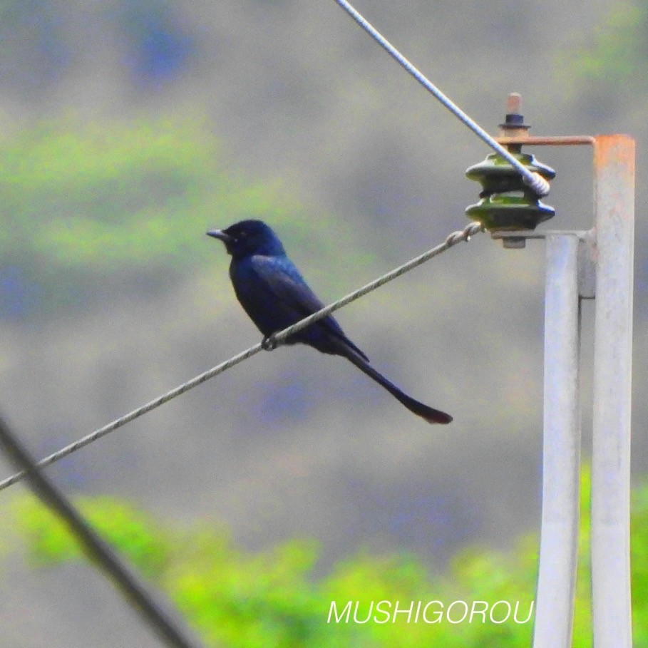 Black Drongo - Shinsuke Kikuchi