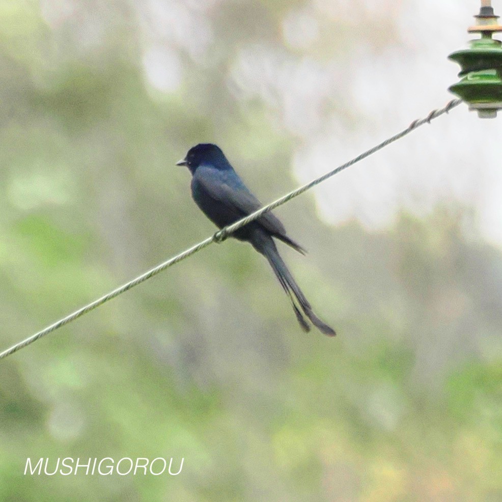 Black Drongo - Shinsuke Kikuchi