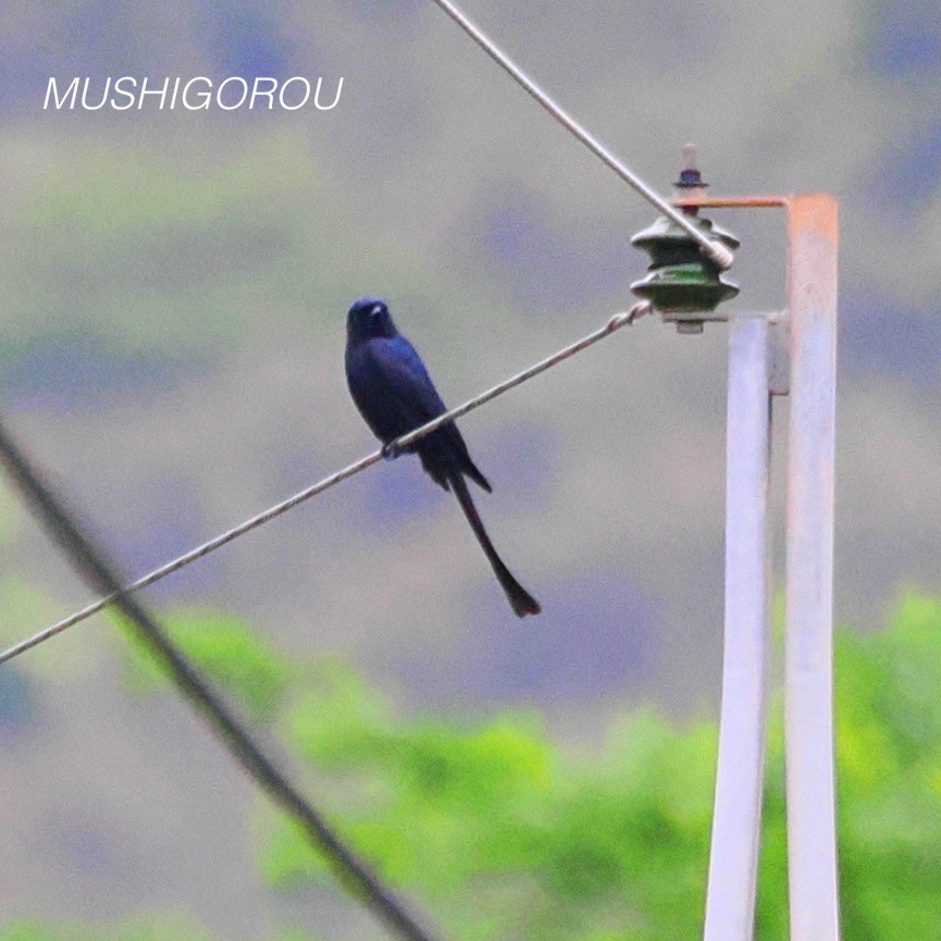 Black Drongo - Shinsuke Kikuchi