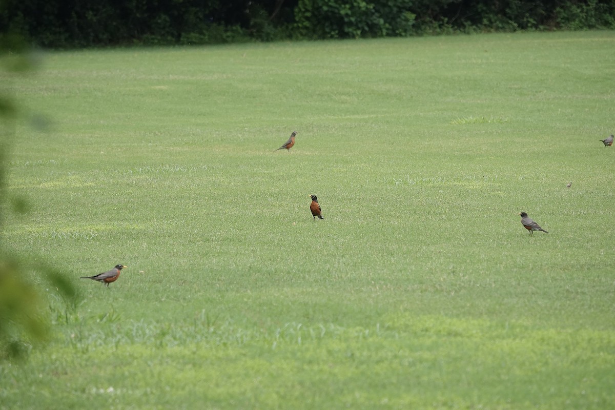 American Robin - Howard Laidlaw