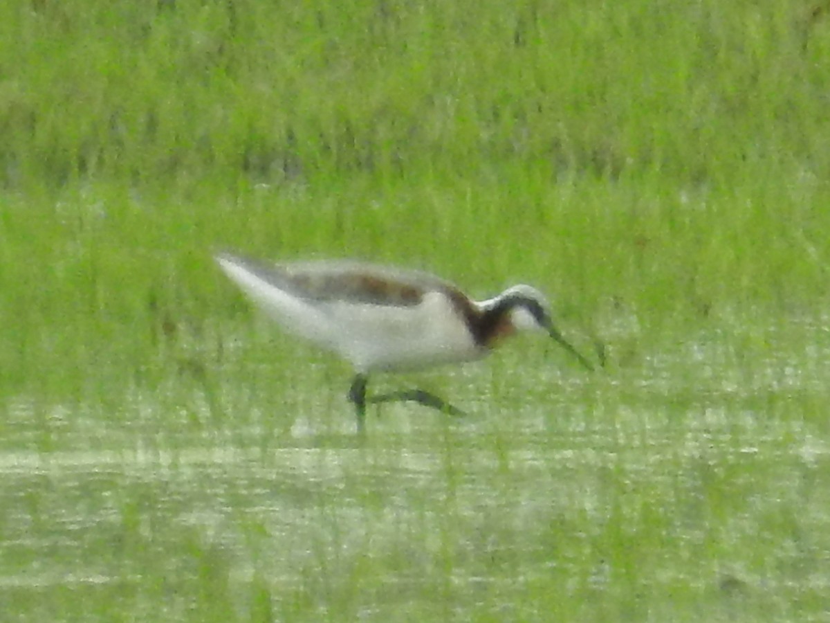 Wilson's Phalarope - Kent Miller