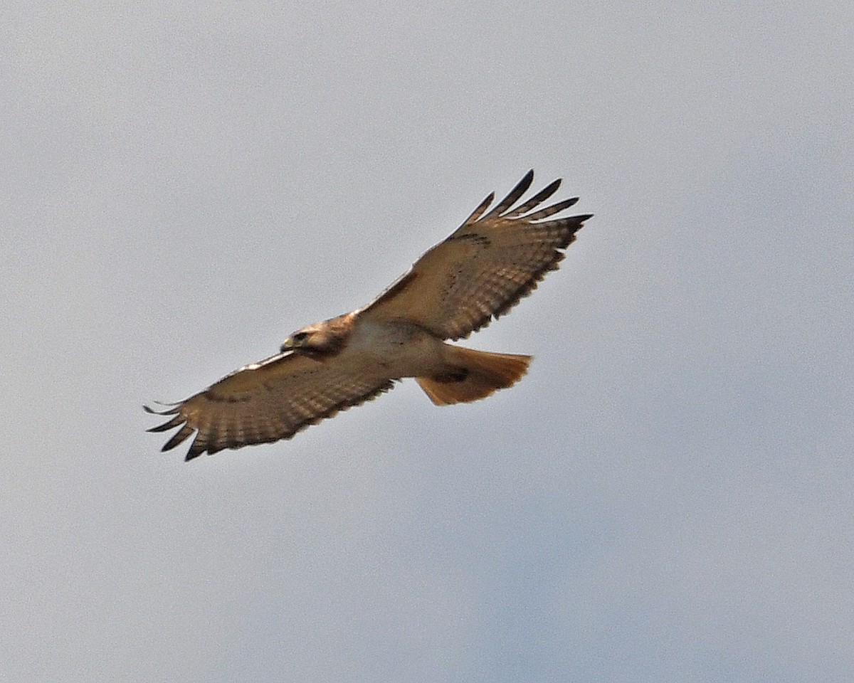 Red-tailed Hawk - Michael Topp