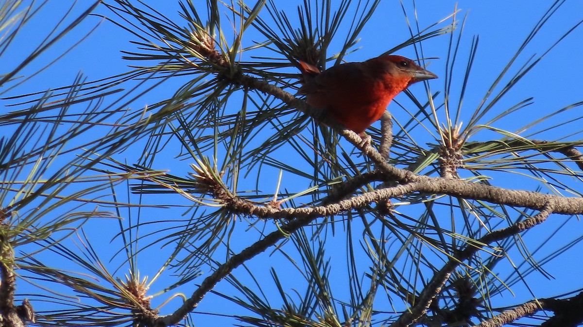 Hepatic Tanager - ML619198582