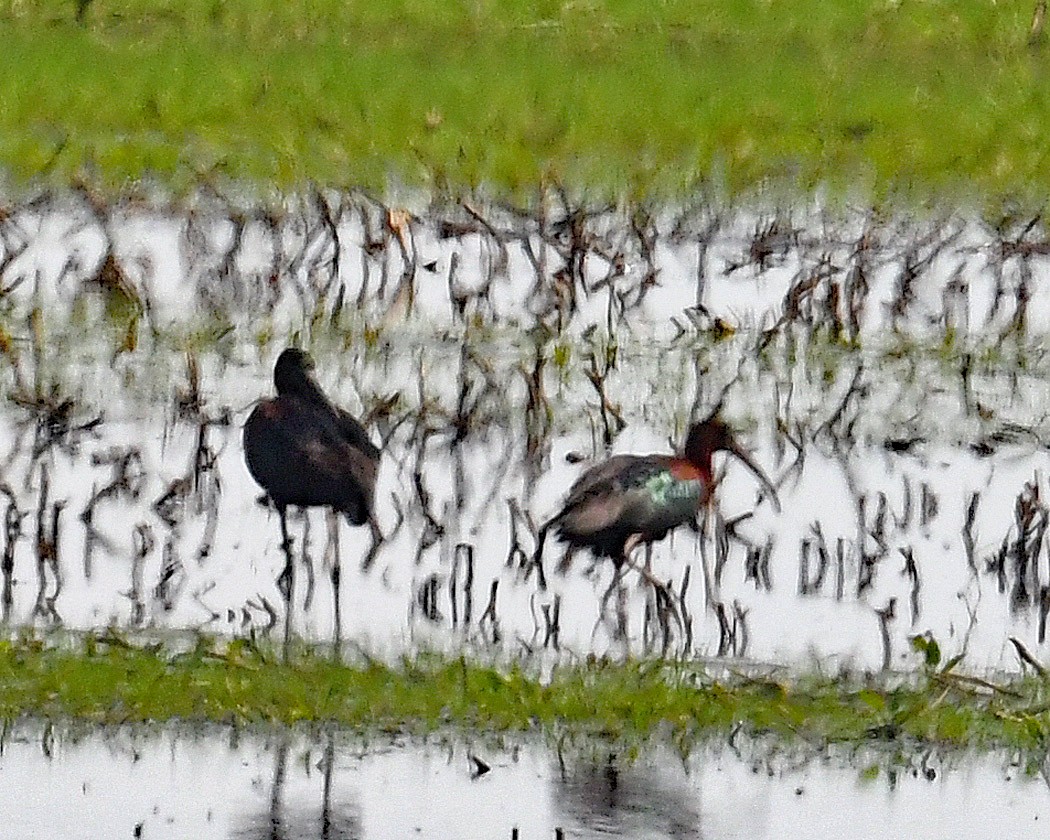 Glossy Ibis - Michael Topp