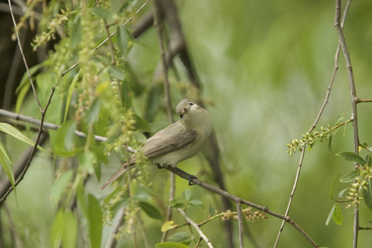 Warbling Vireo - Paul Miller