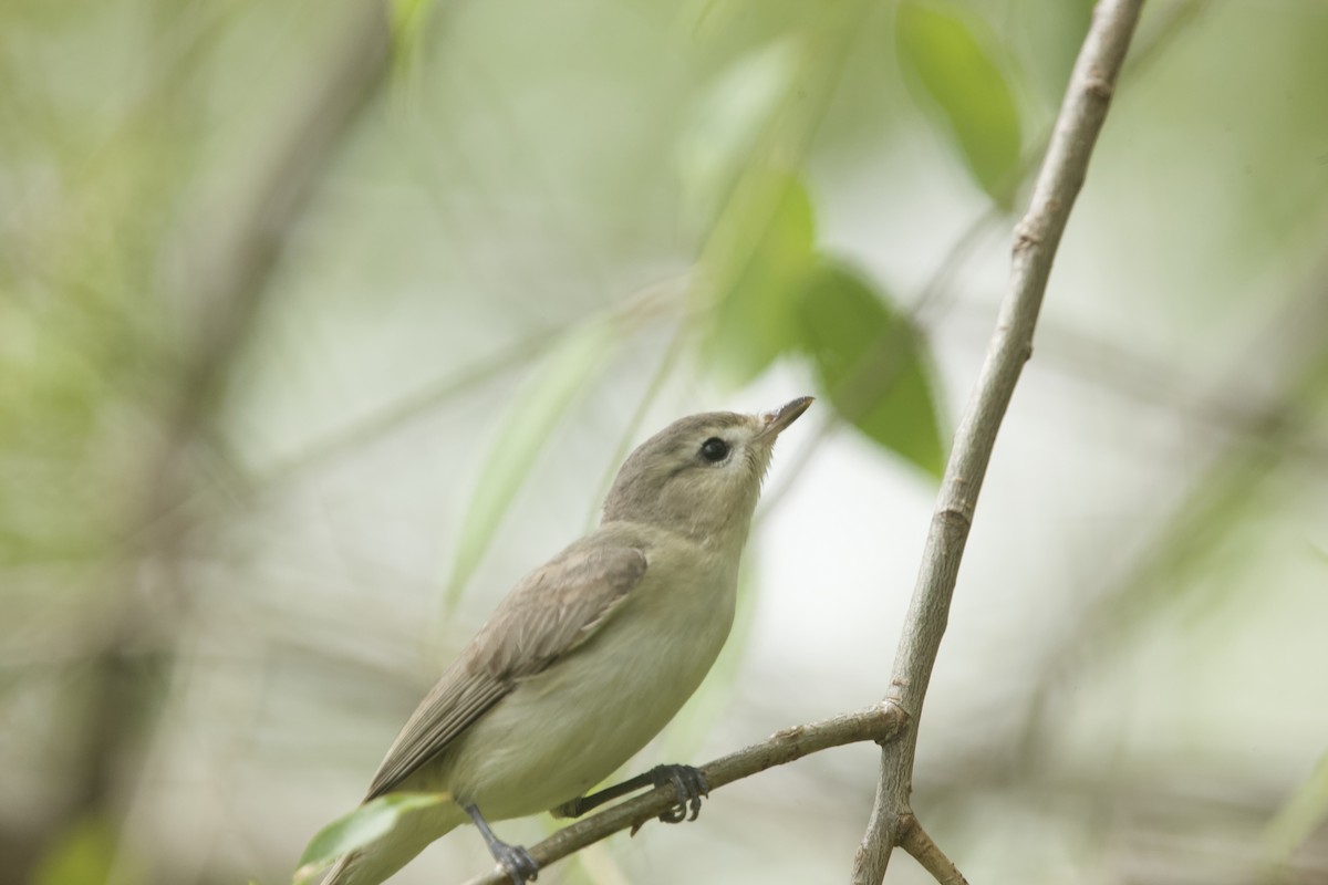 Warbling Vireo - ML619198587