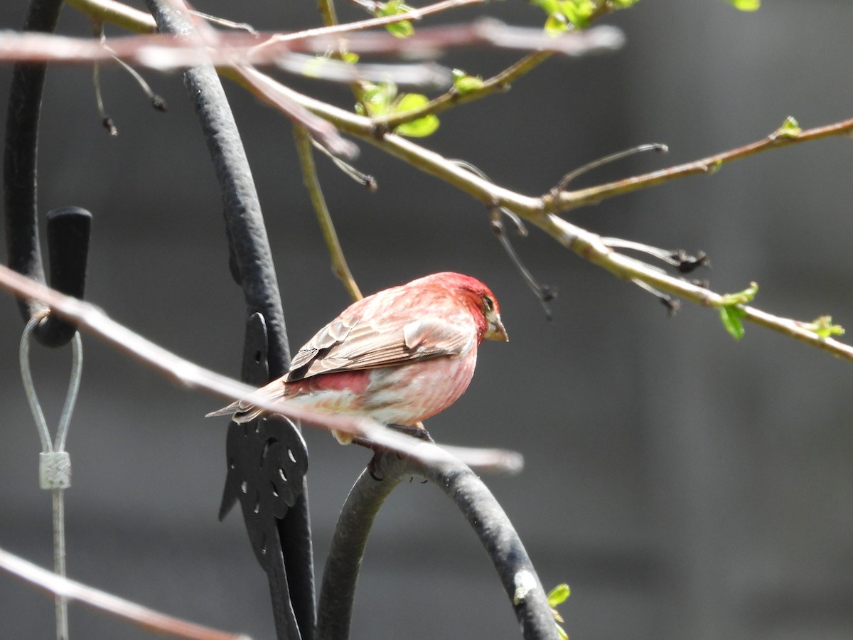 Purple Finch - Nicole St-Amant