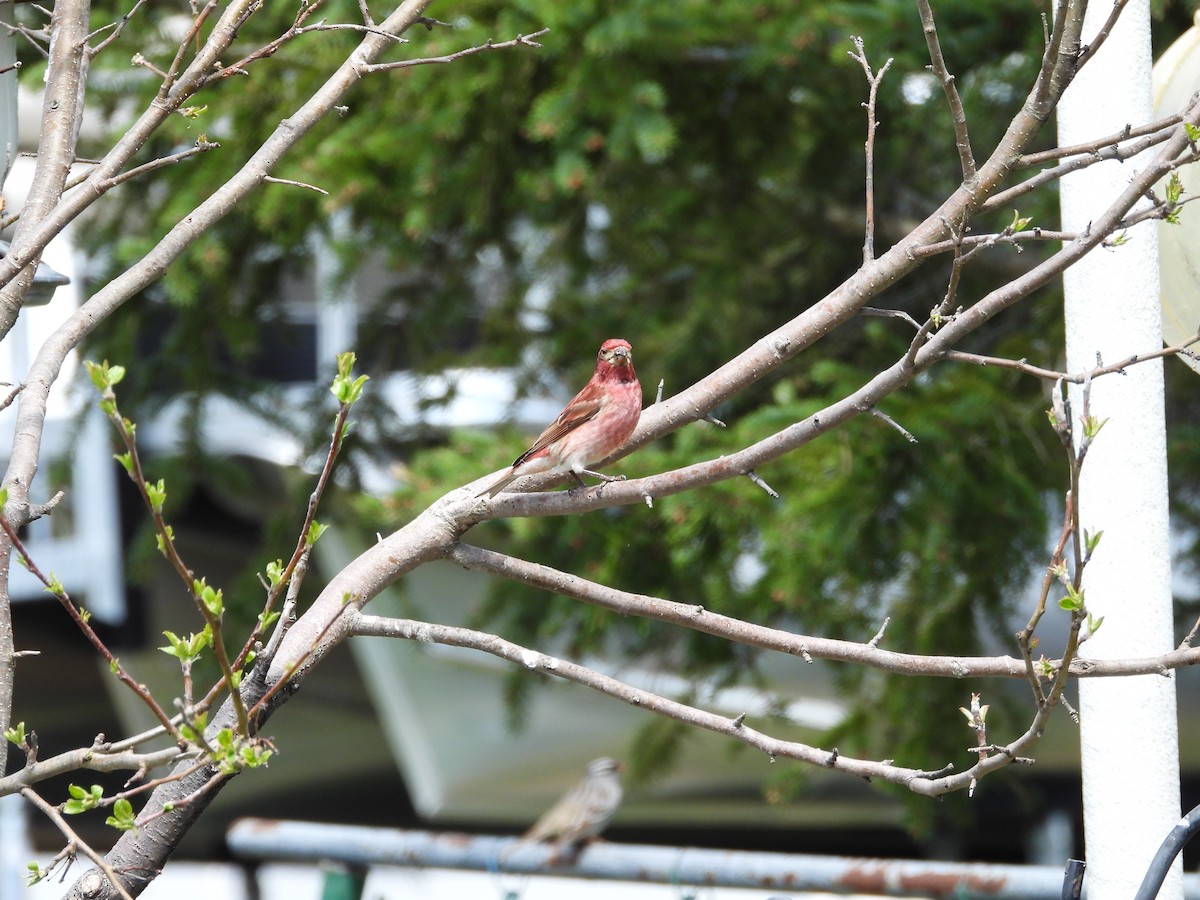 Purple Finch - Nicole St-Amant