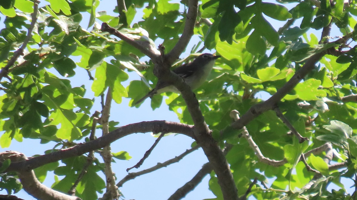 Plumbeous Vireo - ML619198626