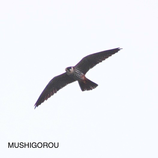 Eurasian Hobby - Shinsuke Kikuchi