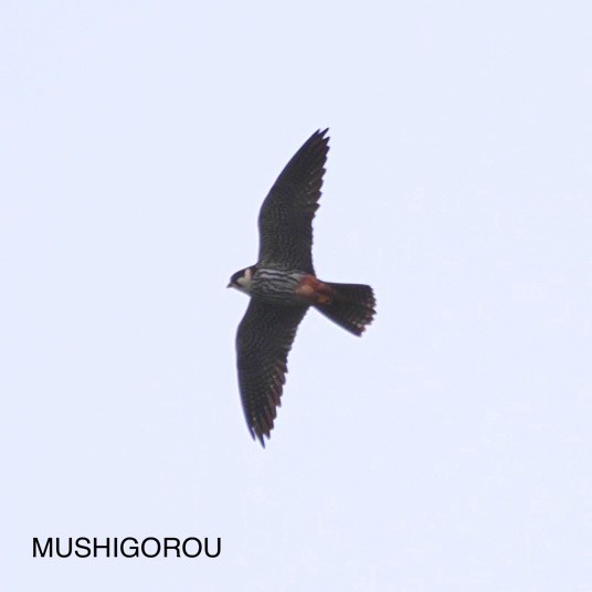 Eurasian Hobby - Shinsuke Kikuchi