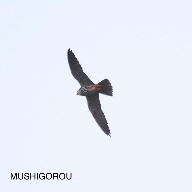 Eurasian Hobby - Shinsuke Kikuchi