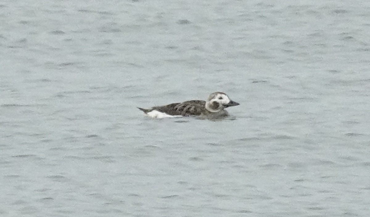 Long-tailed Duck - Cynthia Ehlinger