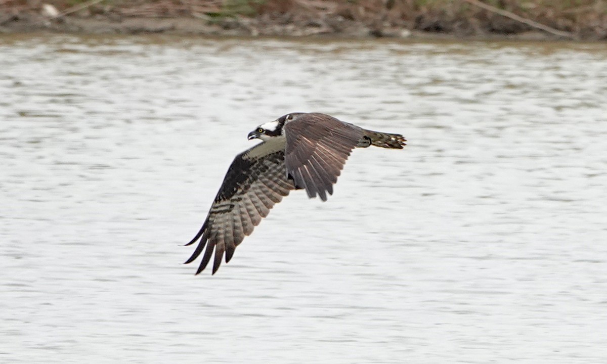 Osprey - mc coburn