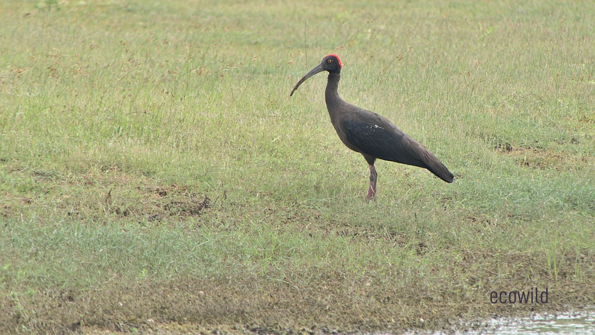 Red-naped Ibis - Mohan Raj K.