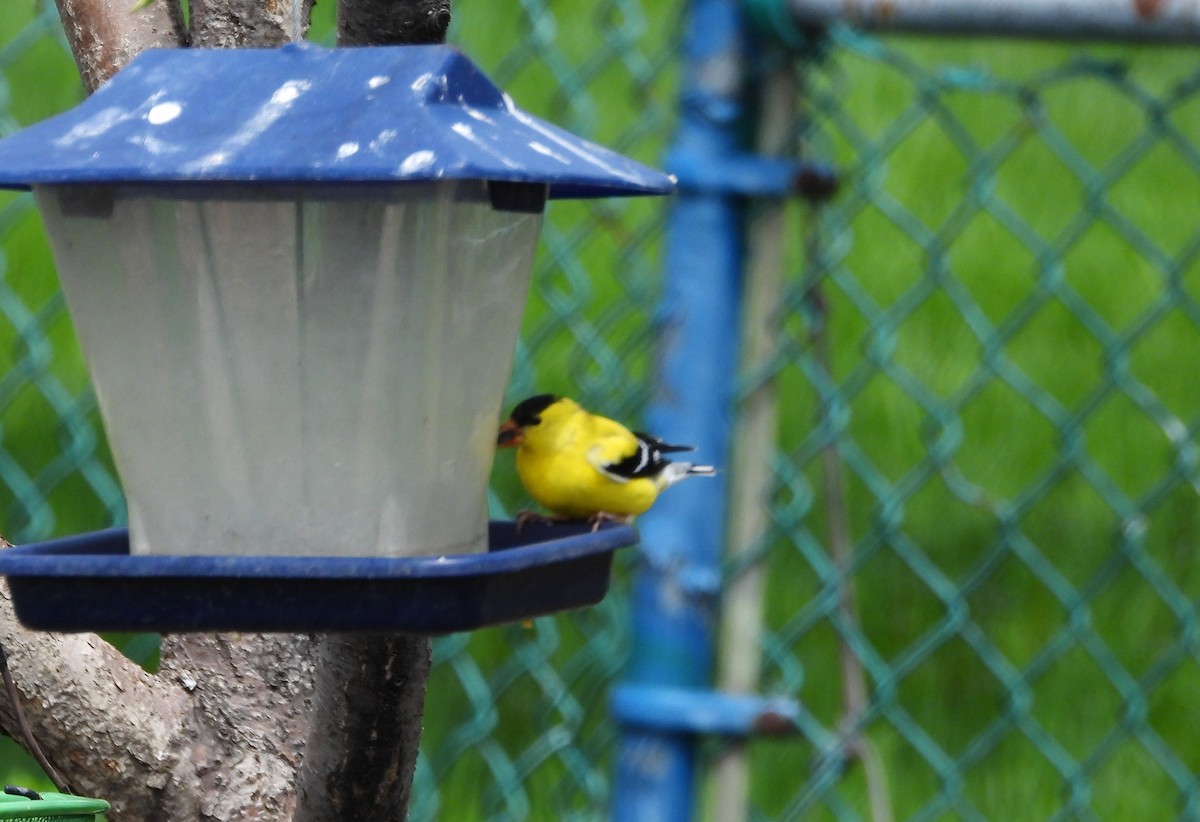 American Goldfinch - Nicole St-Amant