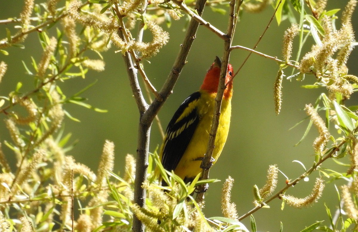 Western Tanager - Sue Murphy