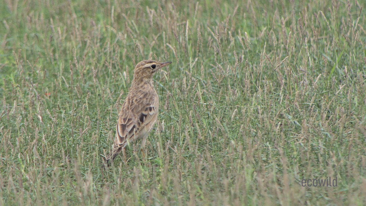 Paddyfield Pipit - Mohan Raj K.