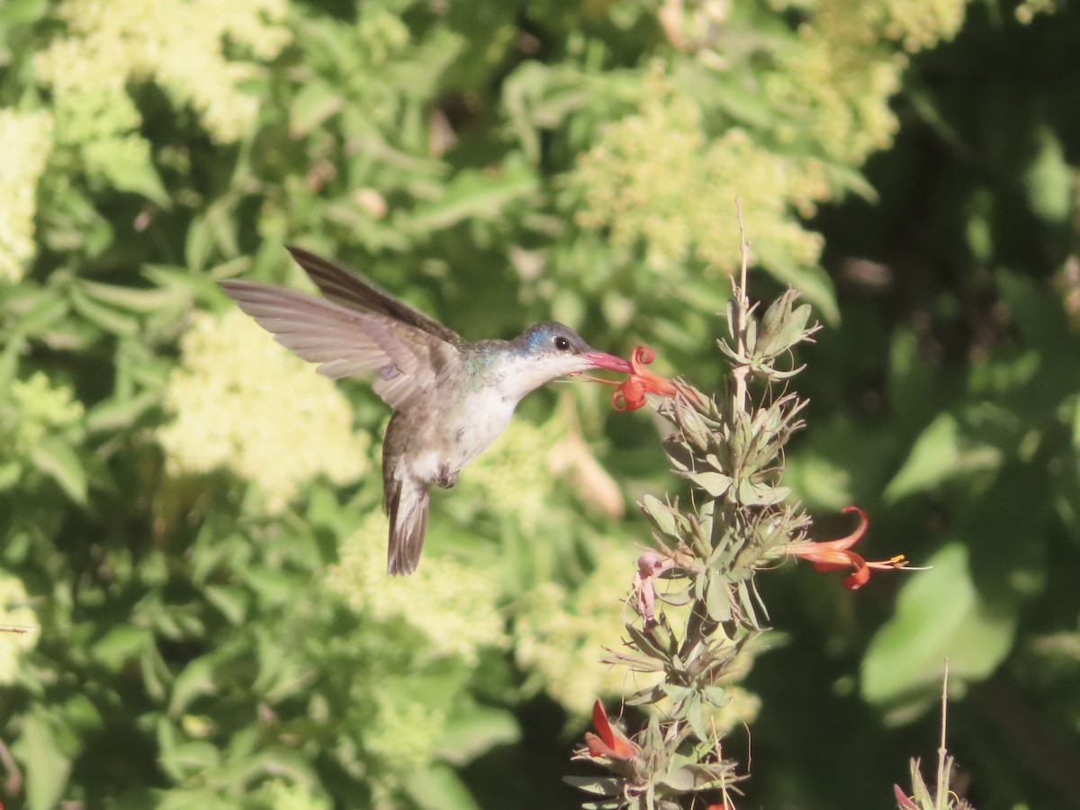 Violet-crowned Hummingbird - Kyan Russell