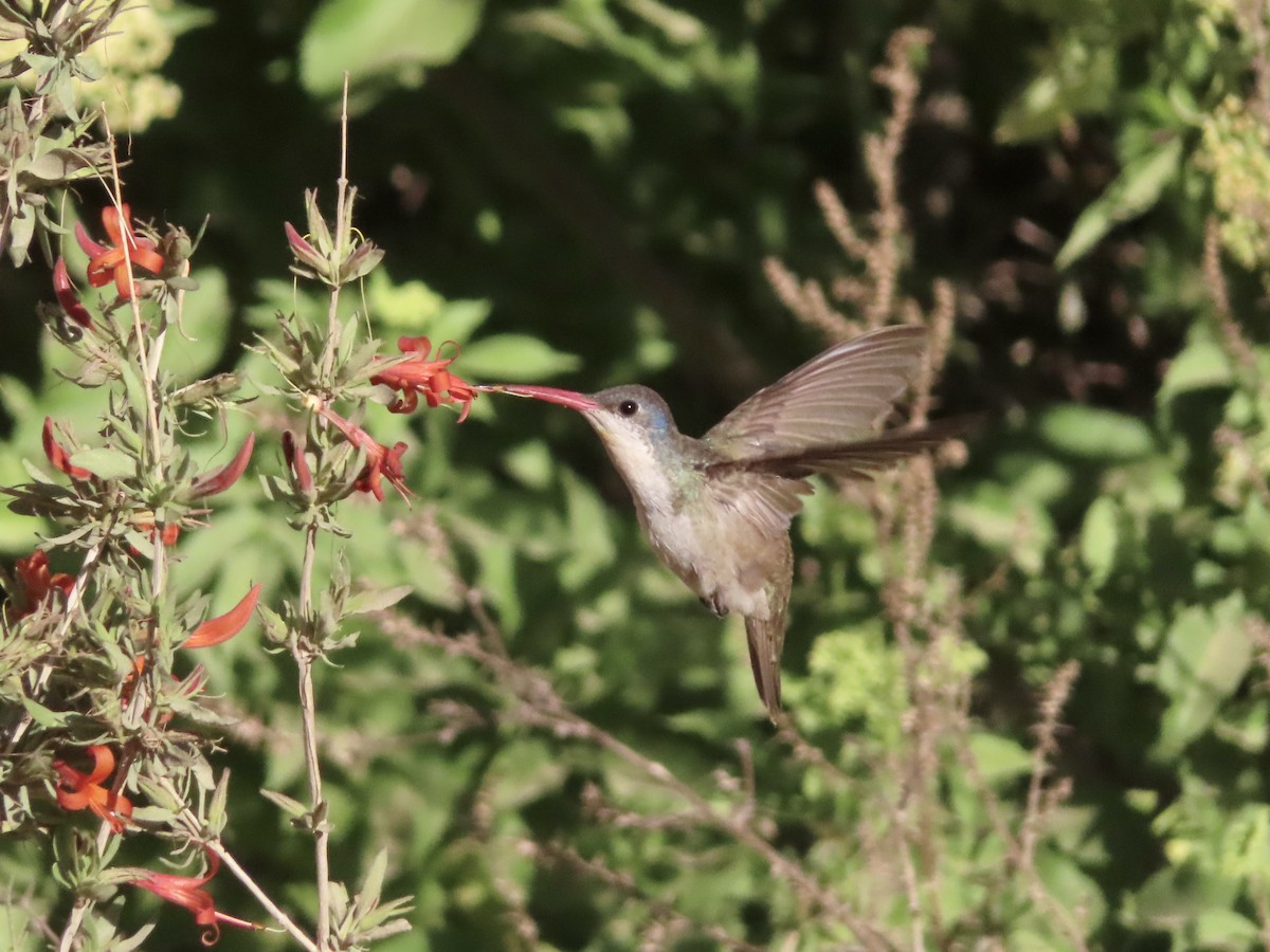 Violet-crowned Hummingbird - Kyan Russell
